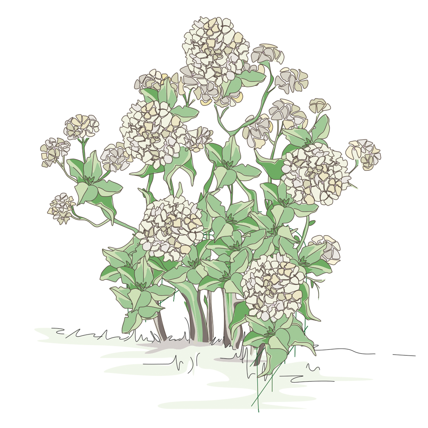 Annabelle hydrangea support 75 (set of 2)